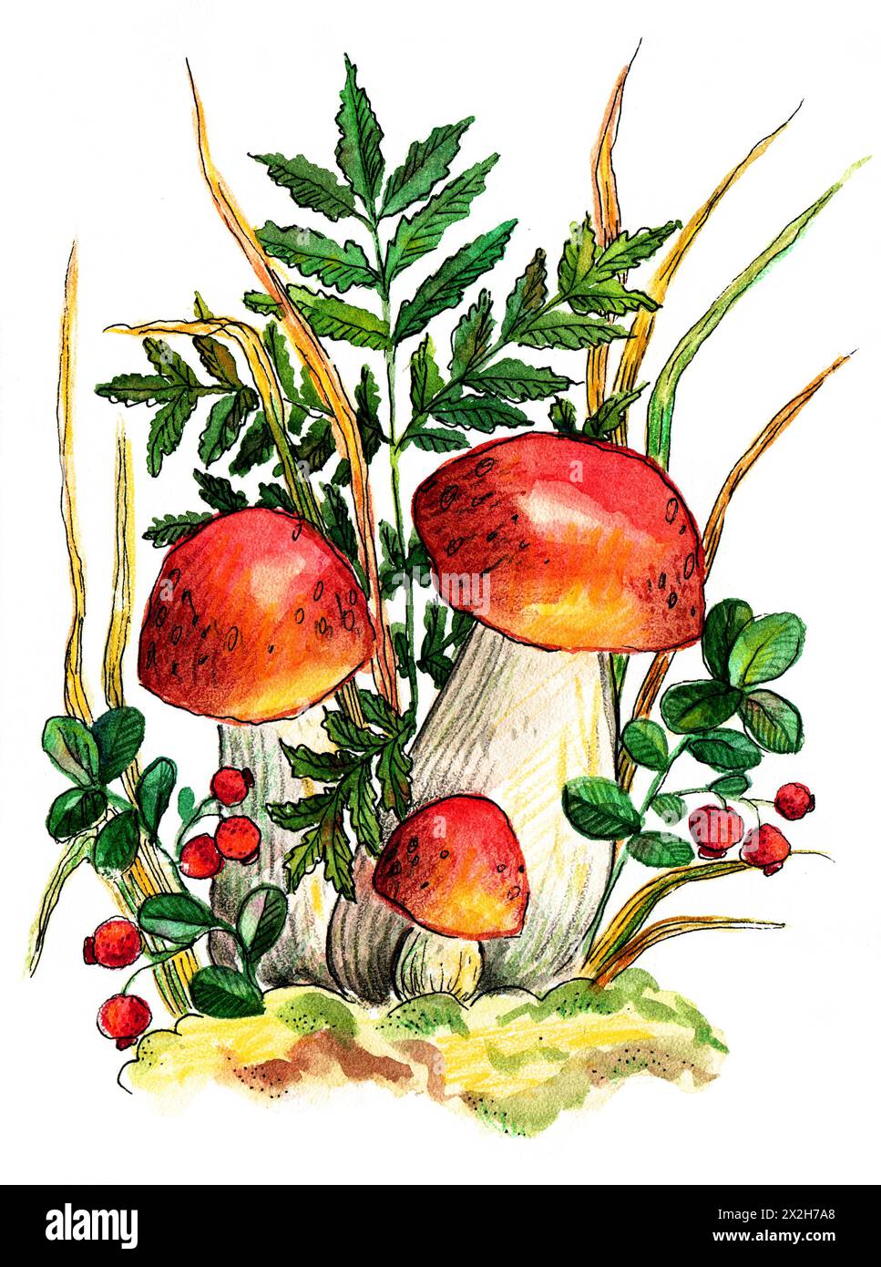 illustrazione acquerello funghi autunnali e mirtilli sullo sfondo di felci ed erbe aromatiche. Carina illustrazione di una foresta autunnale. Umore autunnale. Su Foto Stock