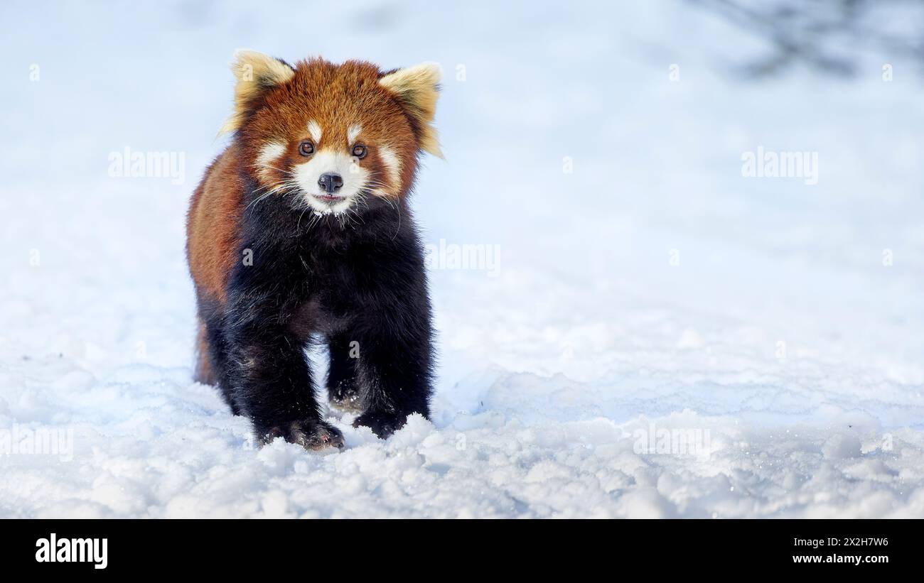 Panda rossa orientale selvaggia cinese (Ailurus fulgens styani) in piedi sulla neve a terra (presa a Sichuan, Cina) Foto Stock