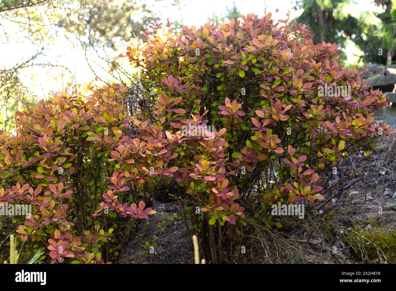 Berberis thunbergii "razzo arancione" cespuglio di mirtilli giapponesi. Foto Stock