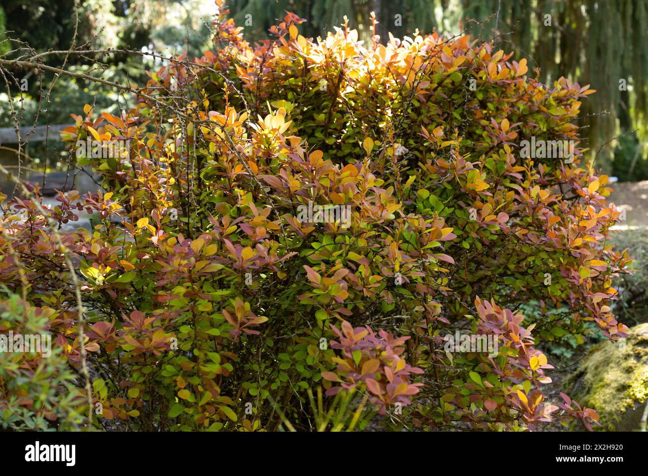 Berberis thunbergii "razzo arancione" cespuglio di mirtilli giapponesi. Foto Stock