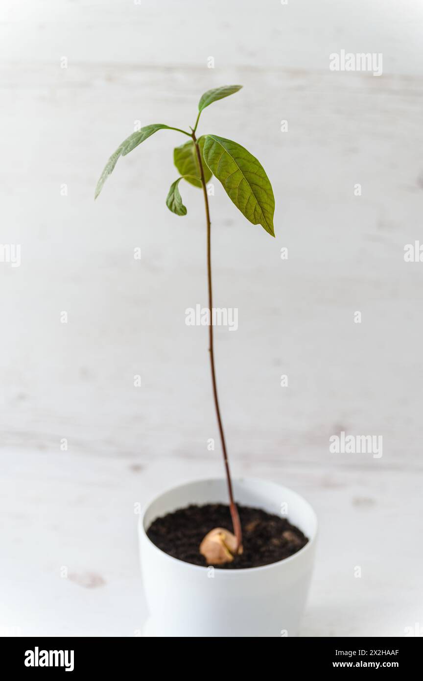 Un giovane germoglio che germoglia da un seme di avocado in un vaso di plastica bianco su uno sfondo chiaro. Foto Stock