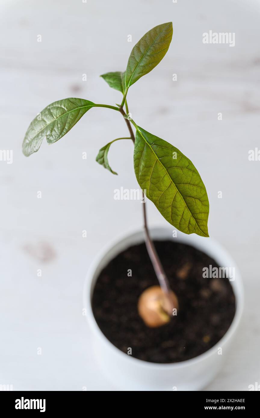 Un giovane germoglio che germoglia da un seme di avocado in un vaso di plastica bianco su uno sfondo chiaro. Foto Stock