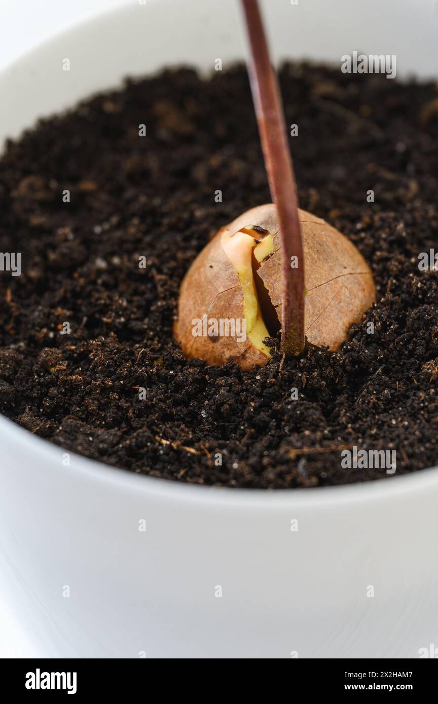 Primo piano di un seme di avocado con germoglio germogliato in una pentola su sfondo chiaro. Foto Stock