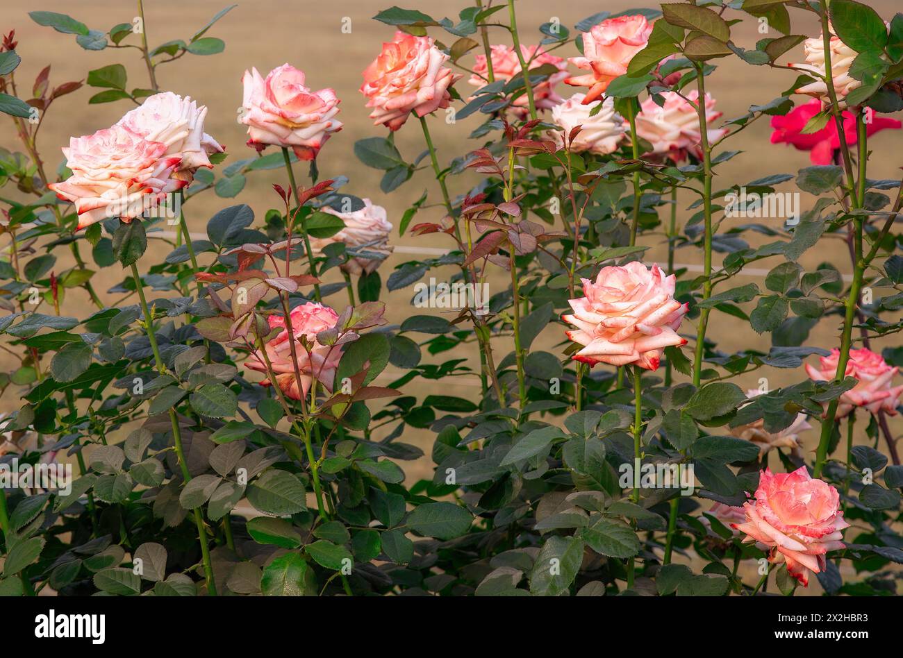 Delicate rose rosa che fioriscono in un giardino lussureggiante, i loro petali morbidi e vibranti sullo sfondo verde naturale. Foto Stock