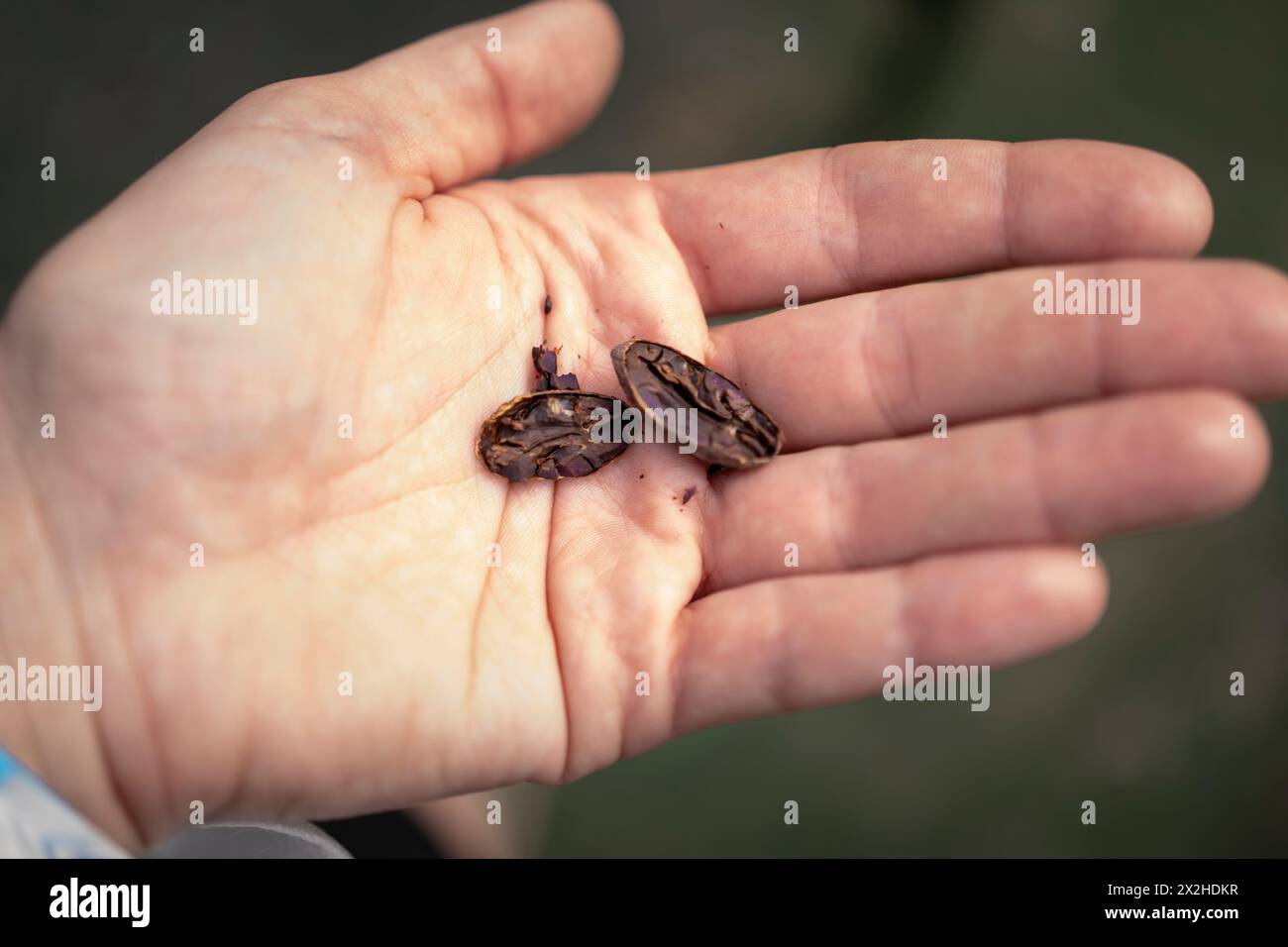 Fagioli di cacao in una piantagione in Costa Rica Foto Stock