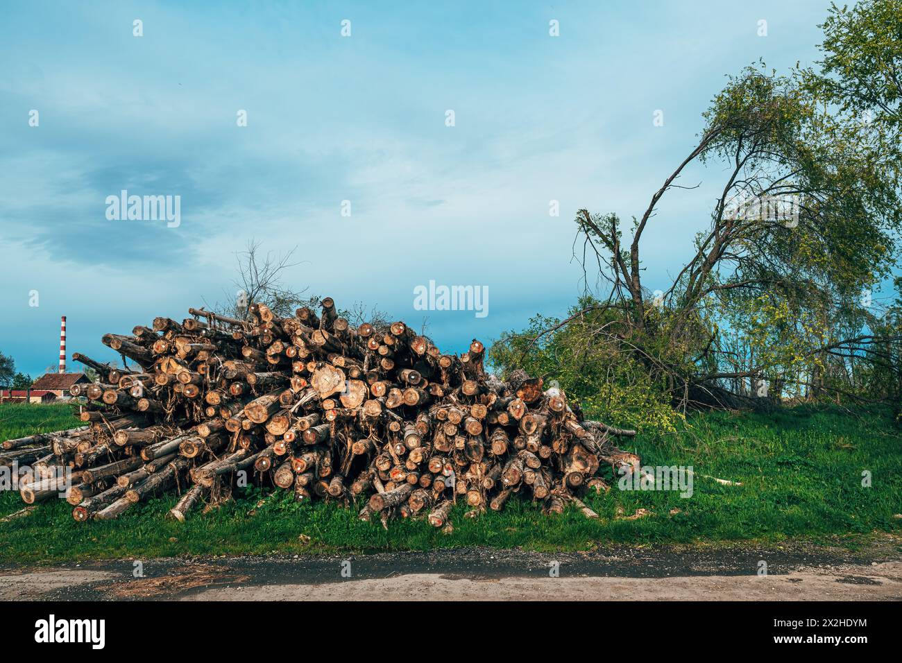 L'industria del legno e del legname, abbatte tronchi d'albero caduti impilati e pronti per il trasporto, attenzione selettiva Foto Stock