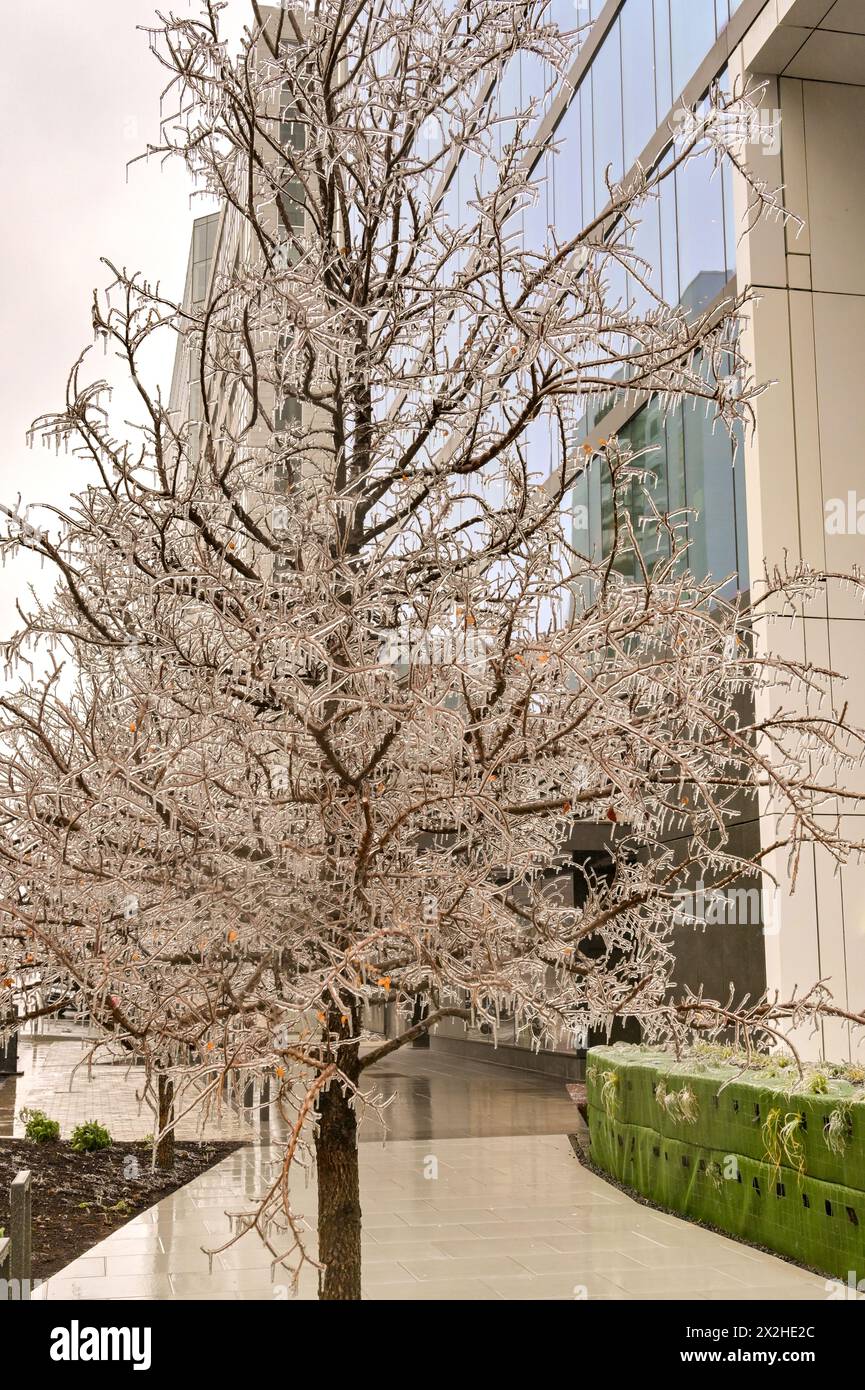 Austin, Texas, Stati Uniti - 8 febbraio 2023: Ghiaccio appeso ai rami di un albero nel centro di Austin dopo una tempesta invernale di pioggia gelida Foto Stock