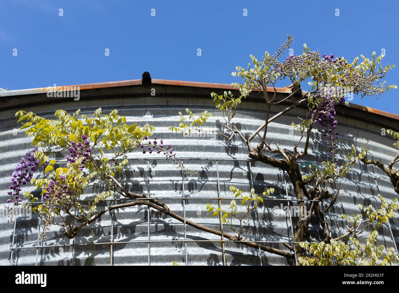 Vigne e fiori di Wisteria che crescono lungo il fianco di un edificio in metallo ondulato. Foto Stock