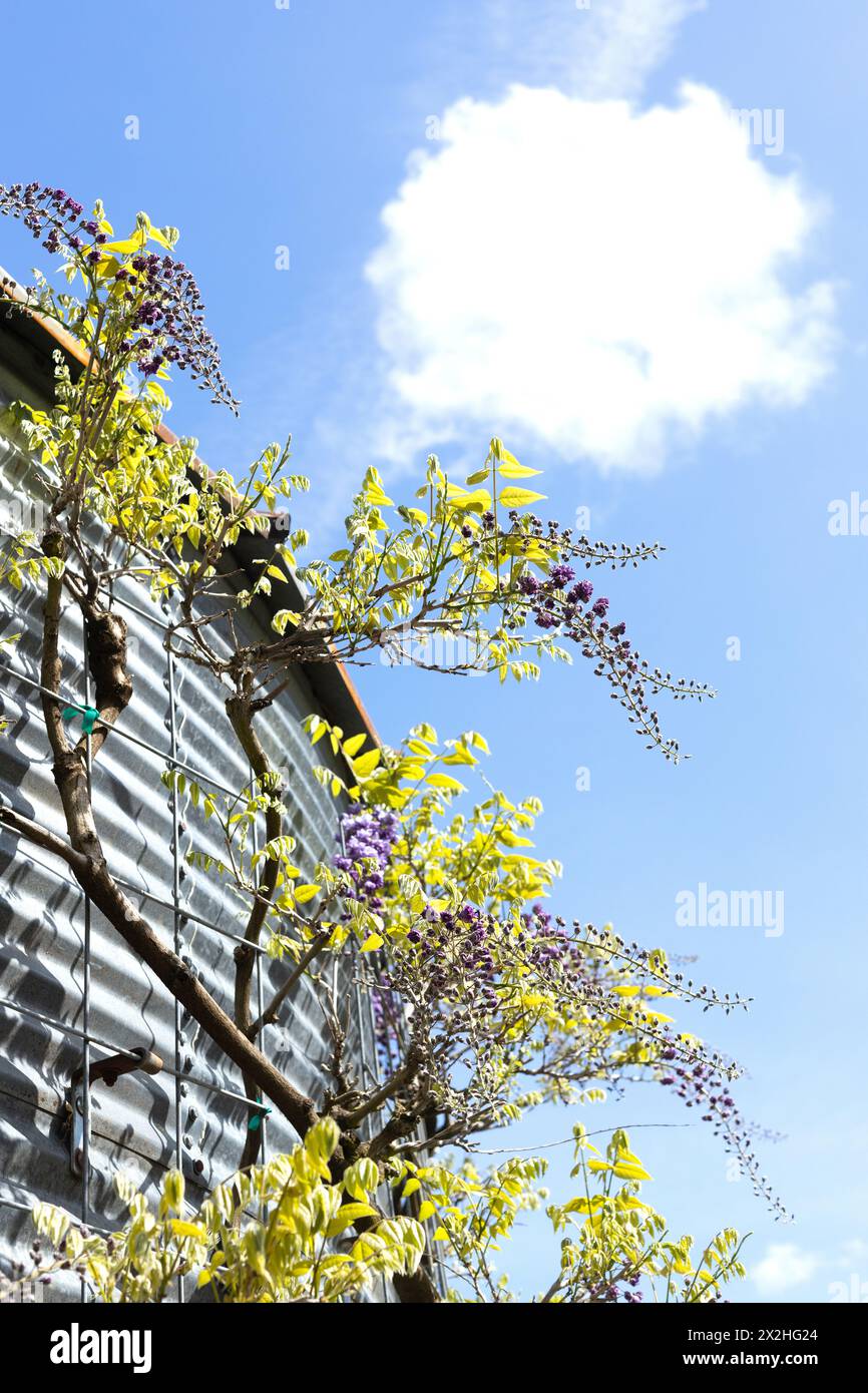 Vigne e fiori di Wisteria che crescono lungo il fianco di un edificio in metallo ondulato. Foto Stock