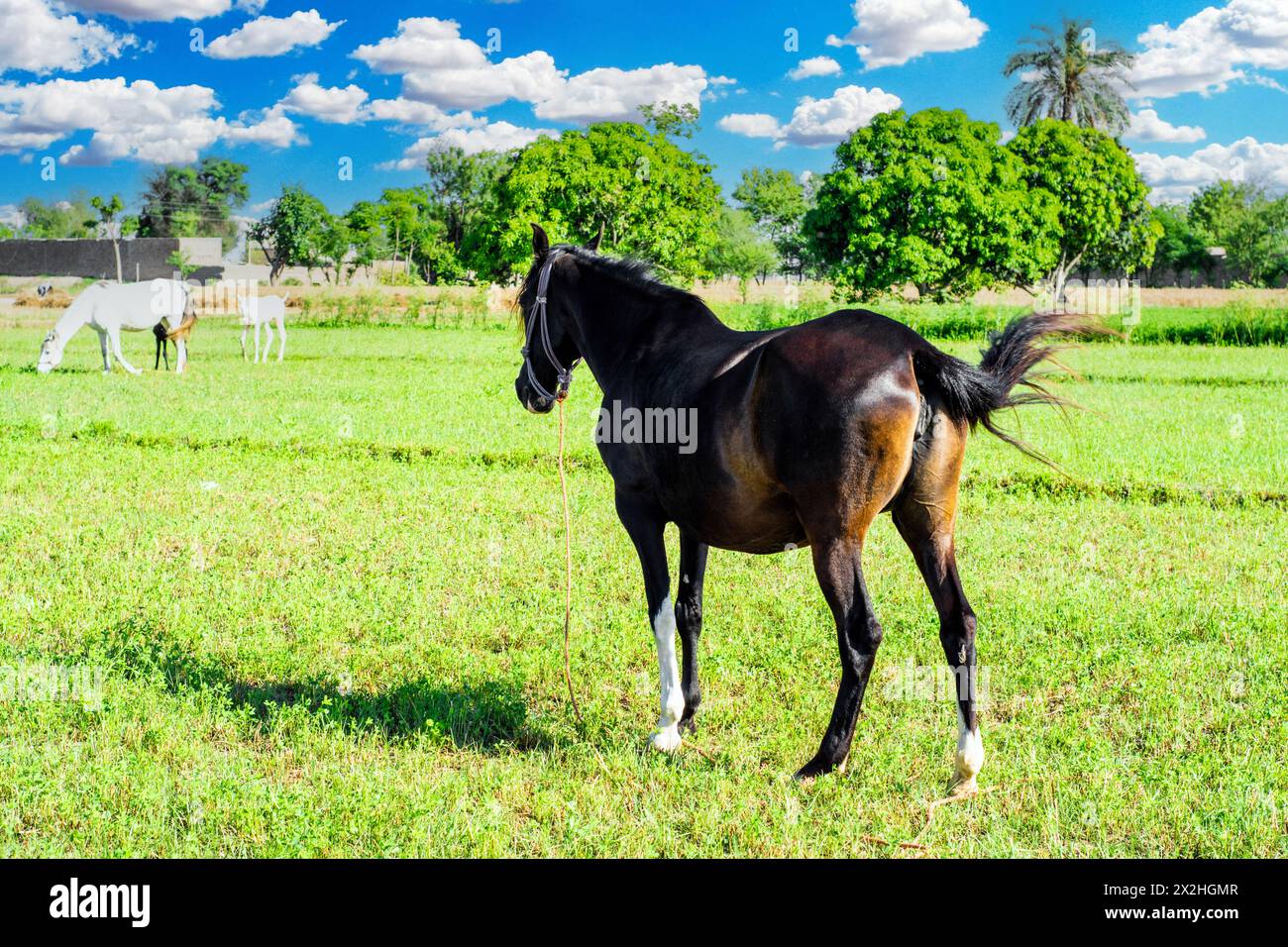 I cavalli pascolano nel lussureggiante campo verde Foto Stock
