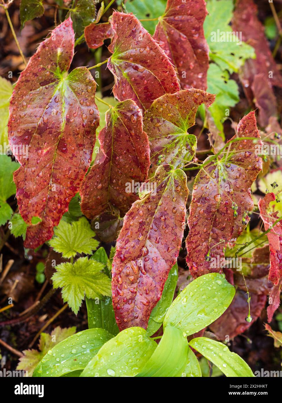 Fogliame rosso a forma di scudo del robusto rivestimento perenne Epimedium wushanense Foto Stock