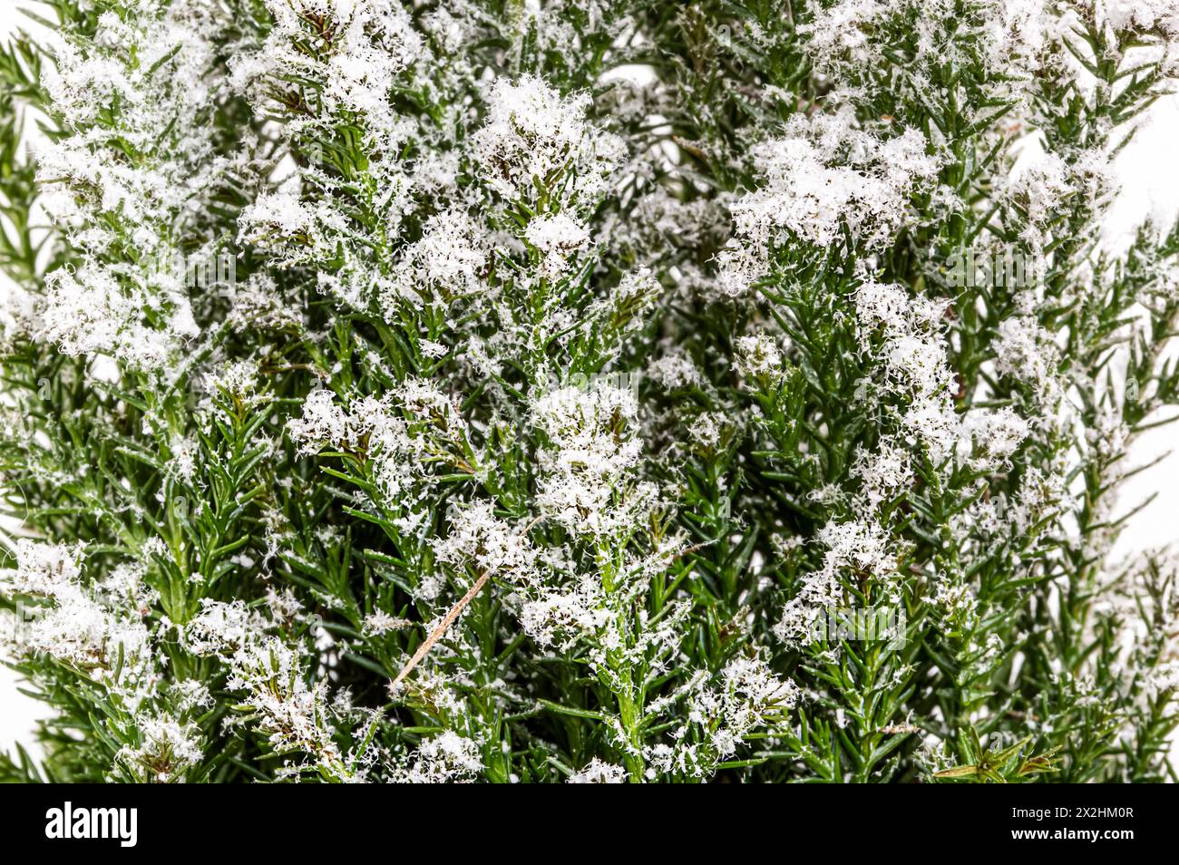 Abete ramo struttura sfondo con neve di Natale. Un morbido brunch alla pineta da vicino Foto Stock