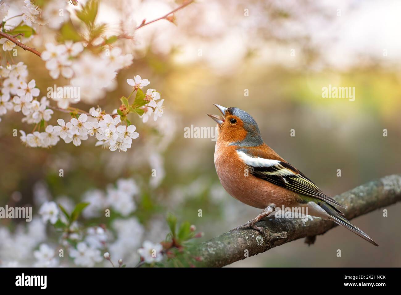 un bellissimo uccello luminoso, un finch maschio siede su un ramo in un frutteto di ciliegio fiorente in primavera e canta forte Foto Stock