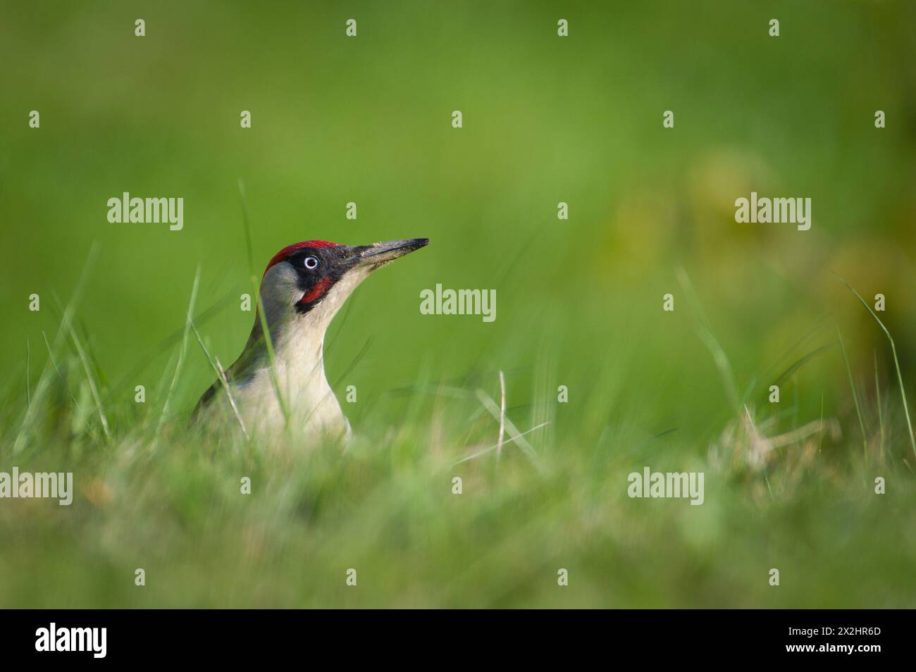 L'uccello ceco Picus viridis, noto anche come picchio verde europeo, è alla ricerca di cibo nell'erba. Becco sporco. Isolato su sfondo sfocato. Foto Stock