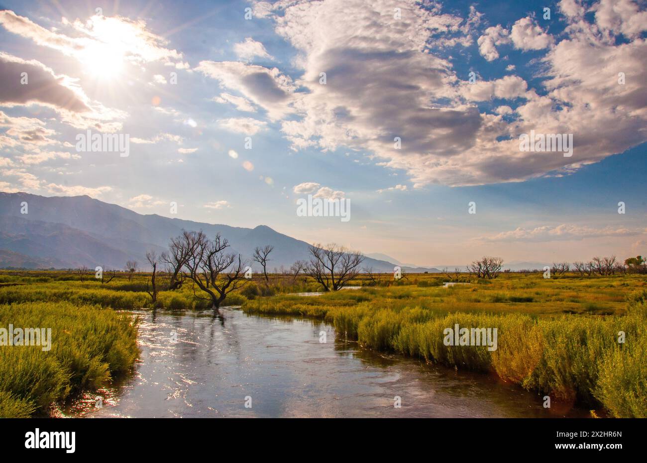 Fiume Owens con riva erbosa e alberi anneriti da un recente incendio Foto Stock