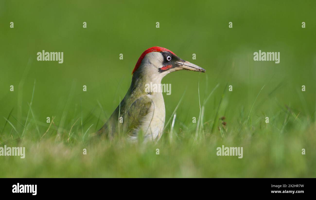L'uccello ceco Picus viridis, noto anche come picchio verde europeo, è alla ricerca di cibo nell'erba. Becco sporco. Isolato su sfondo sfocato. Foto Stock