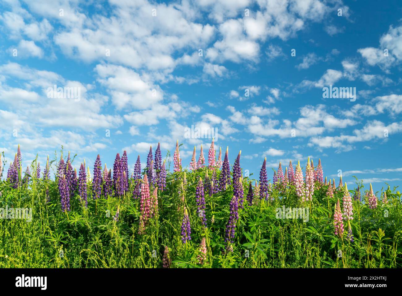 I lupini selvatici fioriscono in un campo erboso. Foto Stock