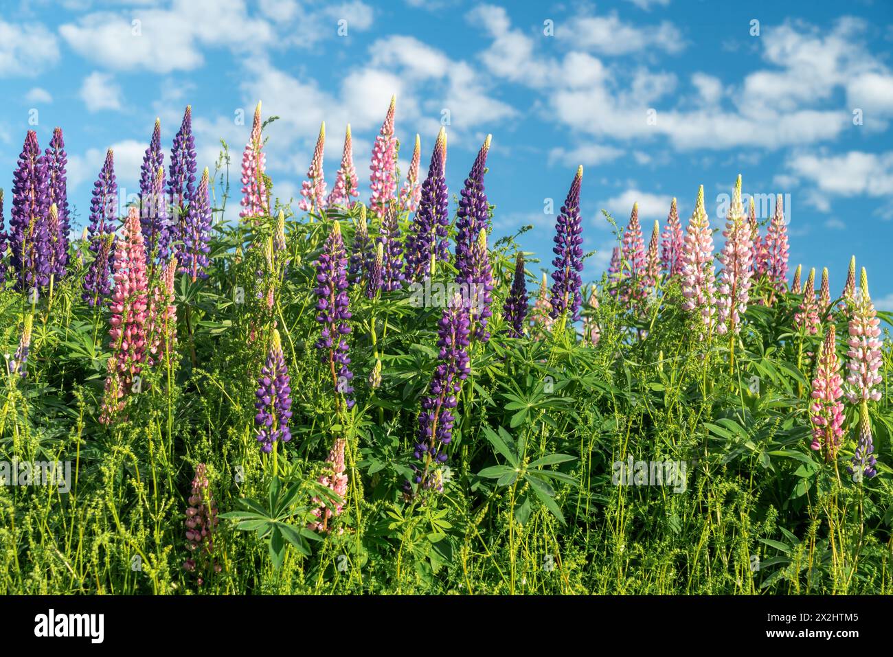 I lupini selvatici fioriscono in un campo erboso. Foto Stock