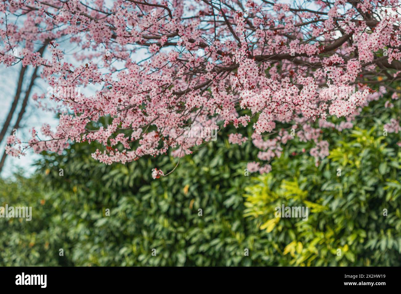 Perfezione botanica in una vista ravvicinata dei fiori di ciliegio o melo colorati, i loro petali brillano sotto il sole di primavera. Foto Stock