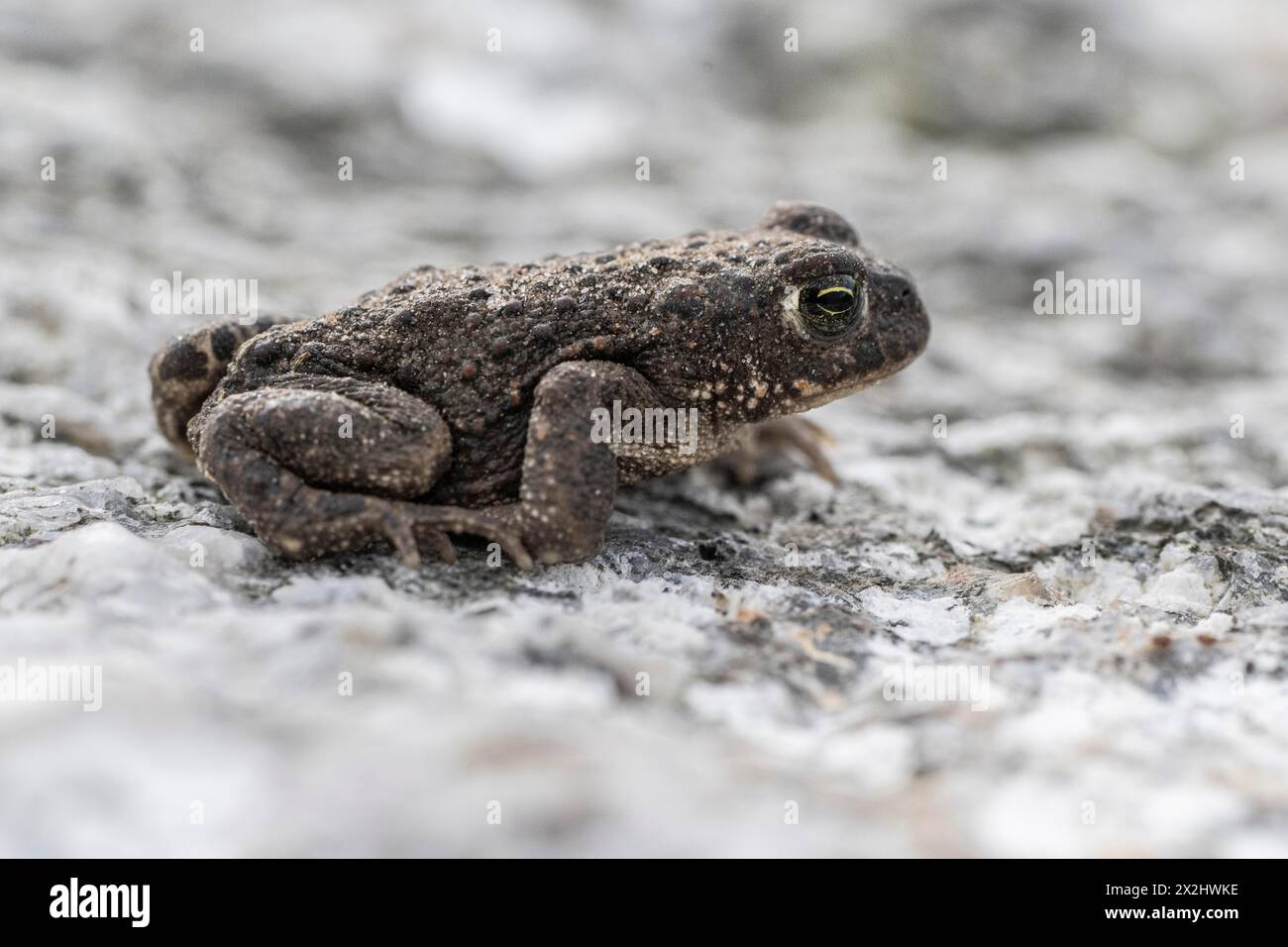 Natterjack toad (Bufo calamita), Emsland, Bassa Sassonia, Germania Foto Stock