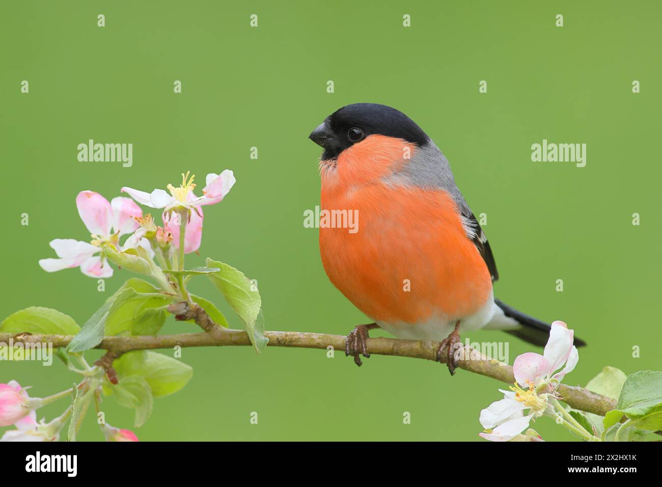 Maschio seduto su un ramo con fiori di mele, bullfinch, songbird, uccelli, fauna selvatica, Siegerland, nord Foto Stock