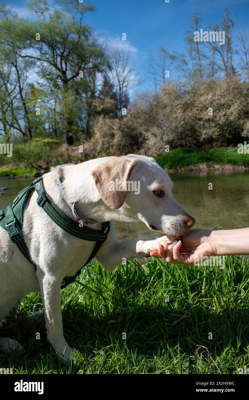 Un cane bianco dona la zampa a una mano umana Foto Stock