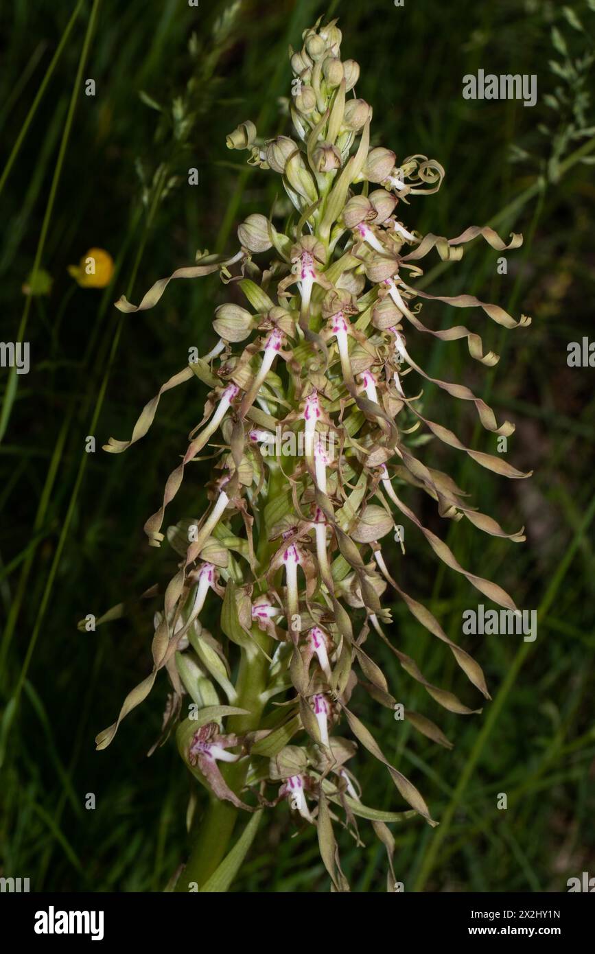 Florescenza della lingua di capra con alcuni fiori bianco-viola aperti Foto Stock