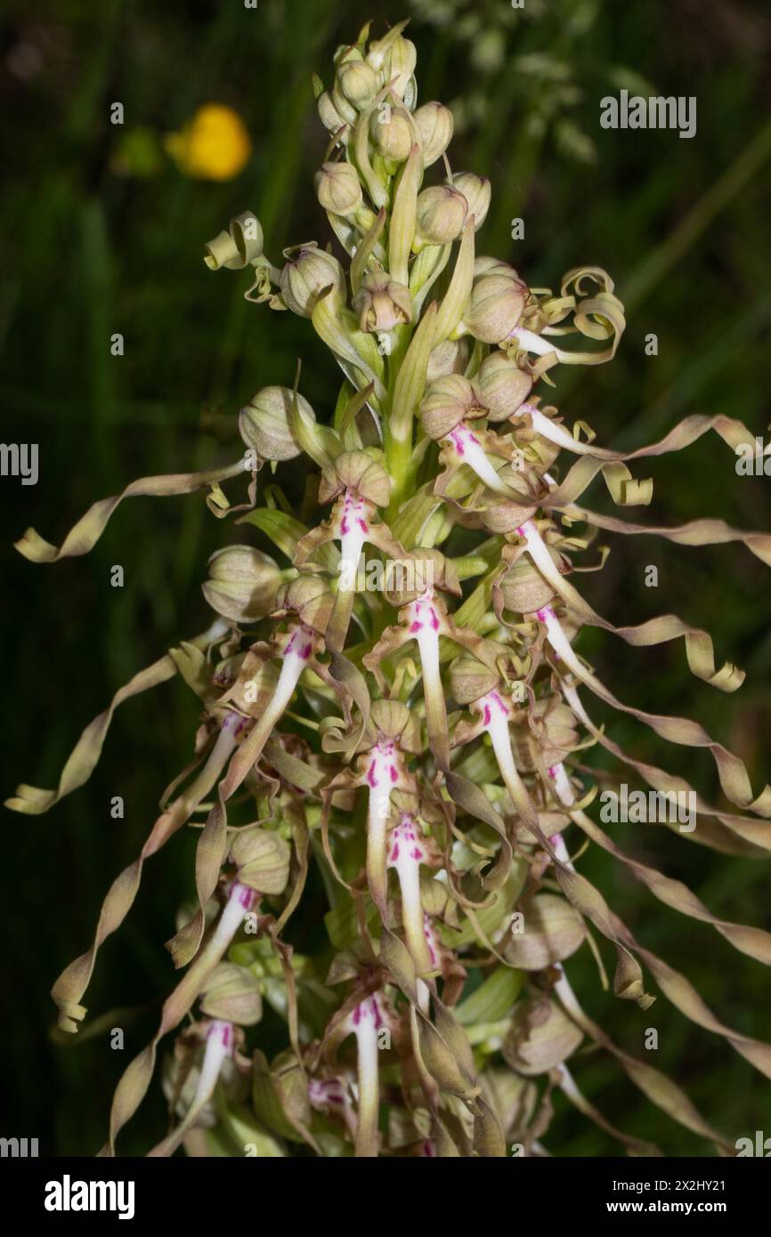 Florescenza della lingua di capra con alcuni fiori bianco-viola aperti Foto Stock