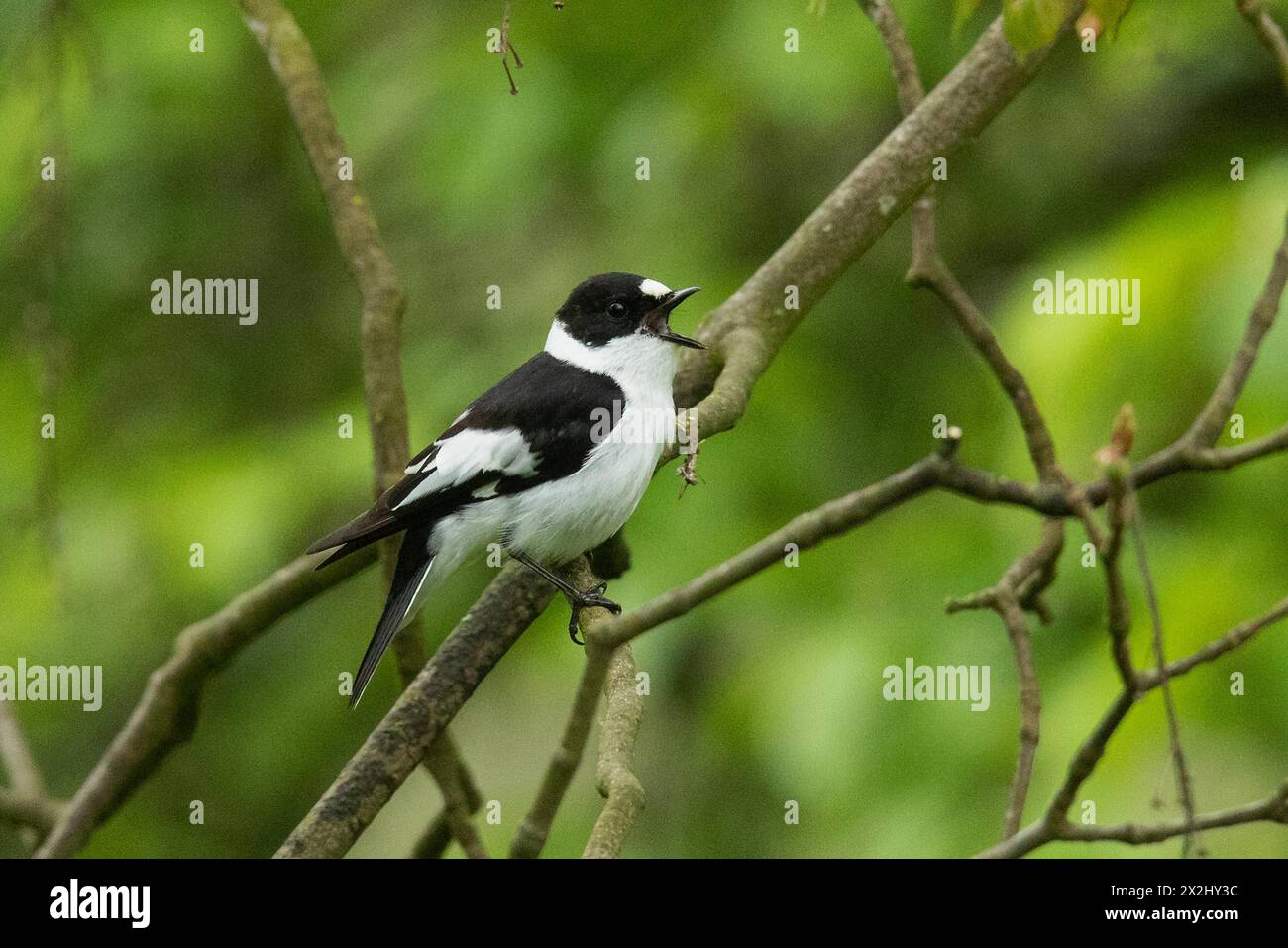 Maschio flycatcher con colletto con becco aperto seduto sul ramo guardando a destra Foto Stock