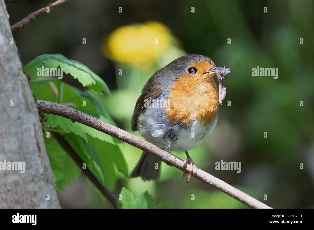 Robin con il verme in becco seduto sul ramo guardando dalla parte anteriore destra Foto Stock