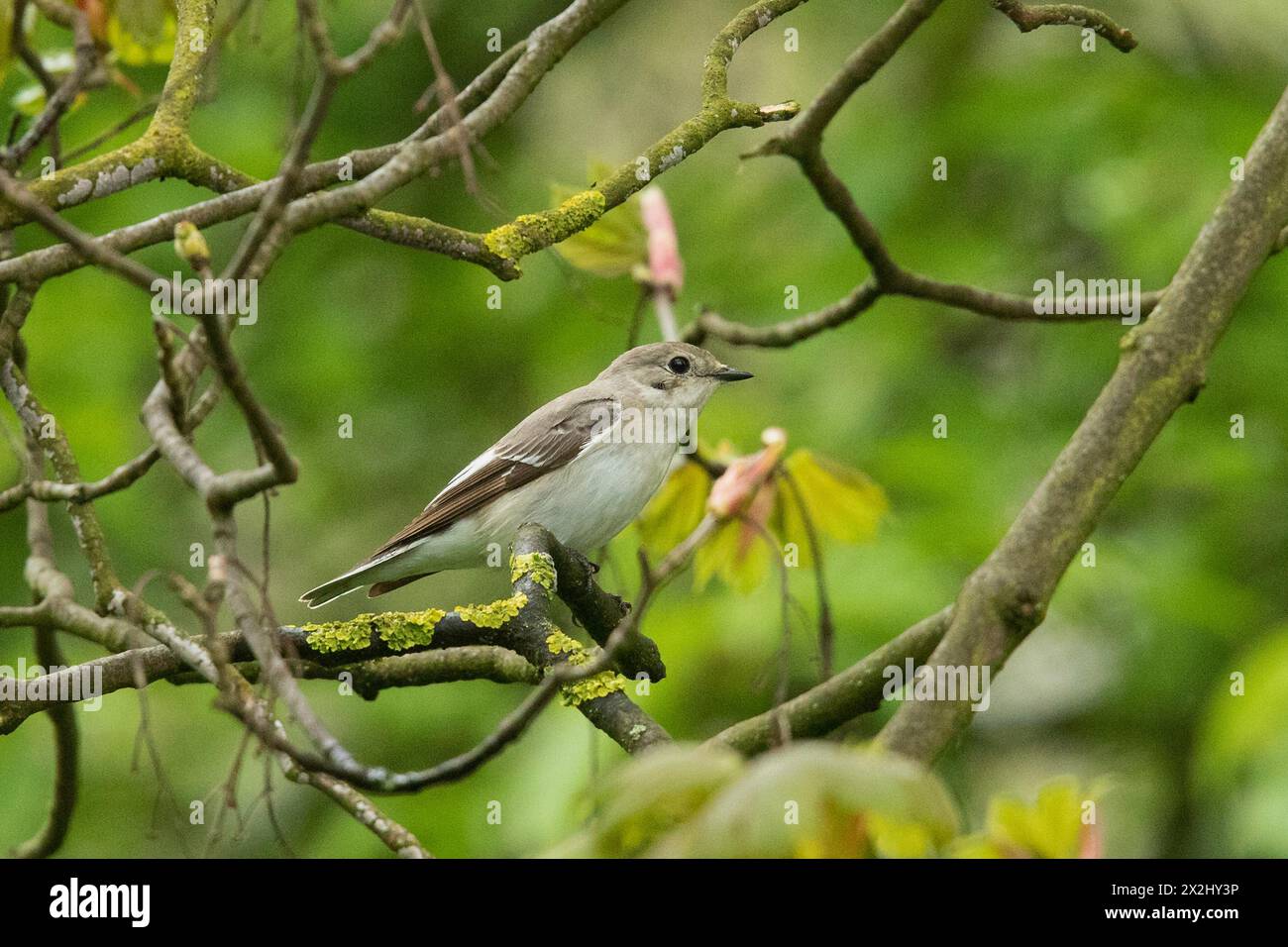 Femmina flycatcher con colletto seduta su un ramo che guarda a destra Foto Stock