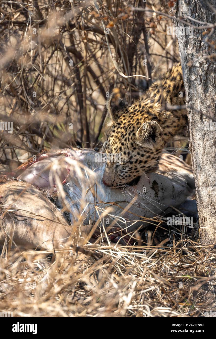 Leopard (Panthera pardus), donna adulta che mangia antilope uccisa, Kruger National Park, Sudafrica Foto Stock