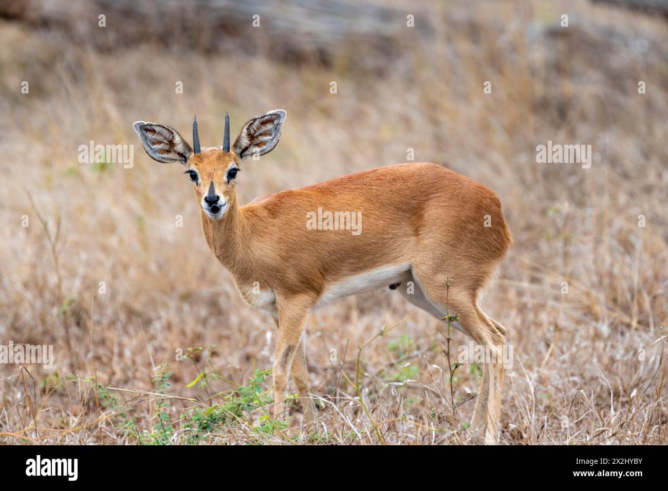 Steenbok (Raphicerus campestris), in grigio secco, adulto maschio, Kruger National Park, Sud Africa Foto Stock