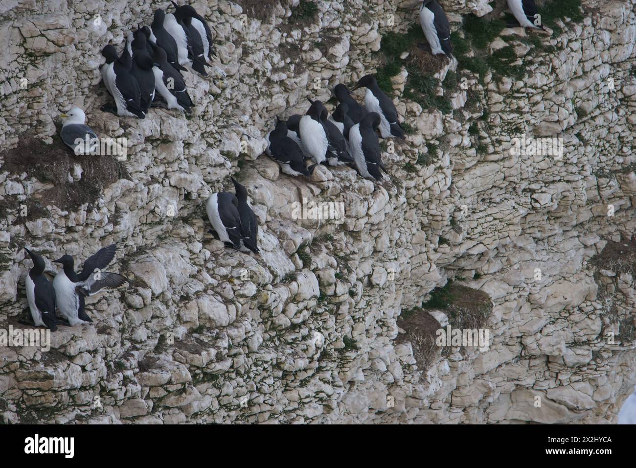 Common Murre chiamato anche Common Guillemot (Uria aalge) a Flamborough Head, East Riding of Yorkshire, Regno Unito Foto Stock