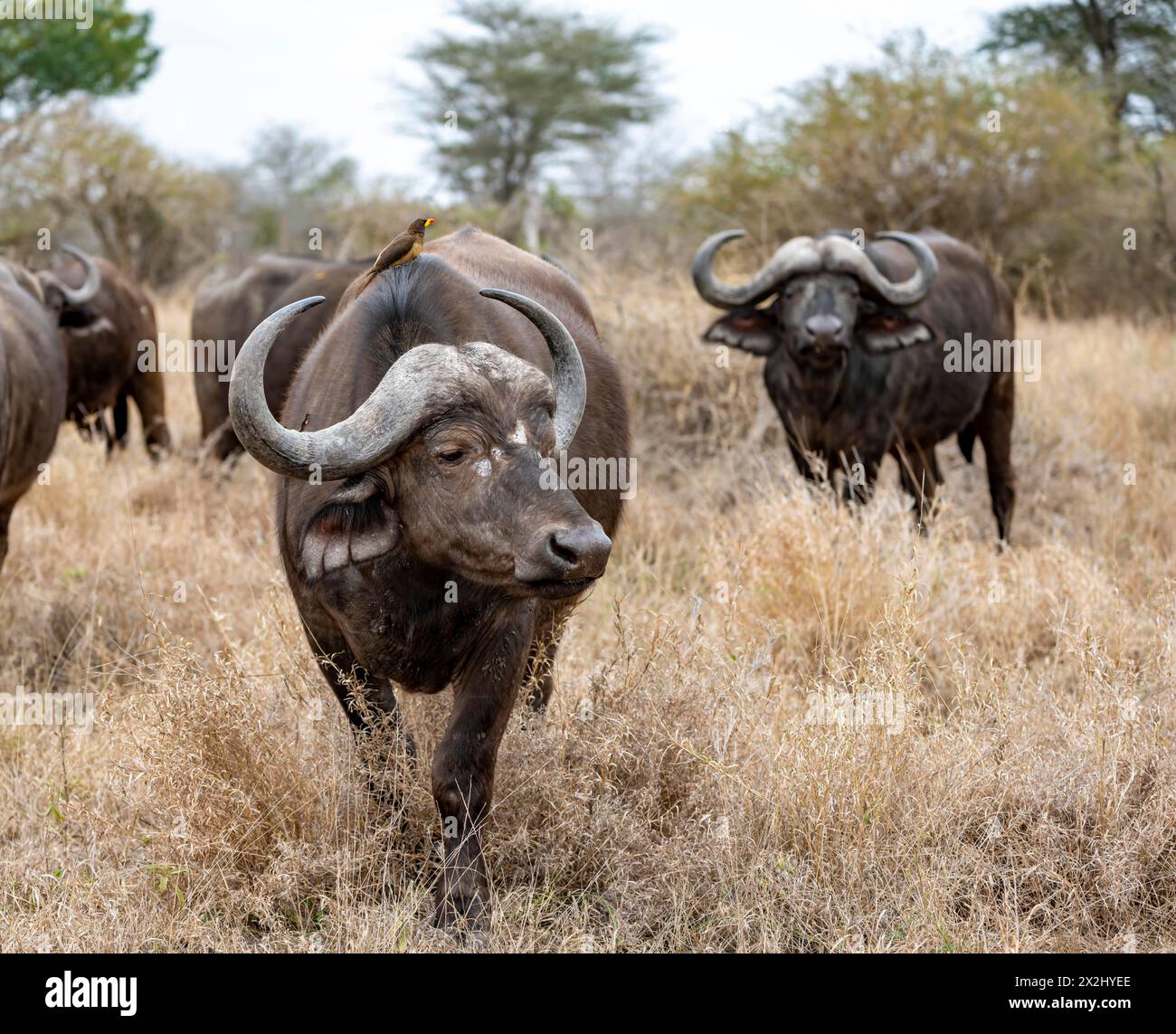 Bufalo africano (Syncerus caffer caffer) con oxpecker di becco giallo (Buphagus africanus), gruppo in erba secca, Parco Nazionale di Kruger, Sudafrica Foto Stock Bufalo africano (Syncerus caffer caffer) con oxpecker di becco giallo (Buphagus africanus), gruppo in erba secca, Parco Nazionale di Kruger, Sudafrica Foto Stock