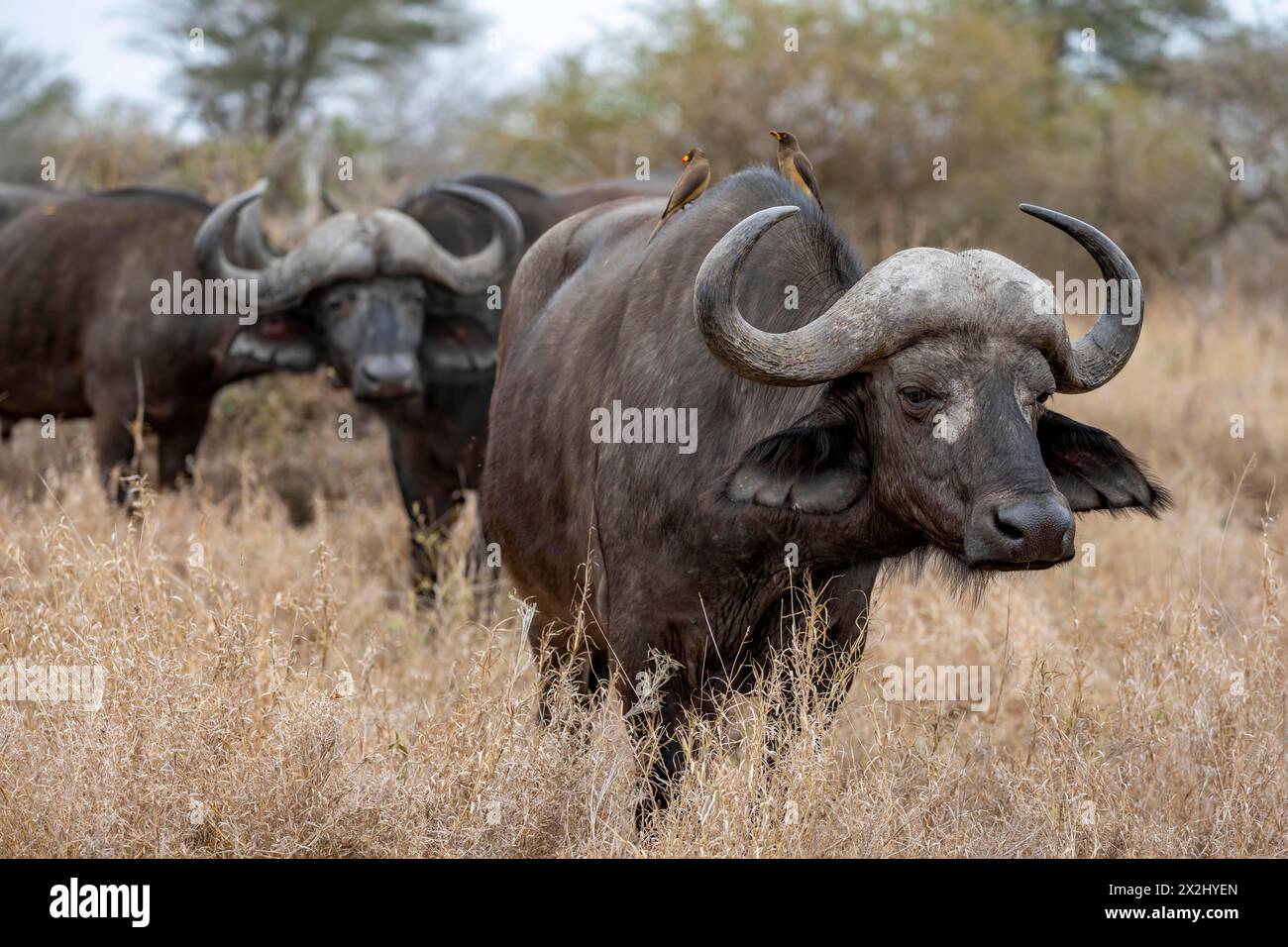 Bufalo africano (Syncerus caffer caffer) con oxpecker di becco giallo (Buphagus africanus), gruppo in erba secca, Parco Nazionale di Kruger, Sudafrica Foto Stock Bufalo africano (Syncerus caffer caffer) con oxpecker di becco giallo (Buphagus africanus), gruppo in erba secca, Parco Nazionale di Kruger, Sudafrica Foto Stock