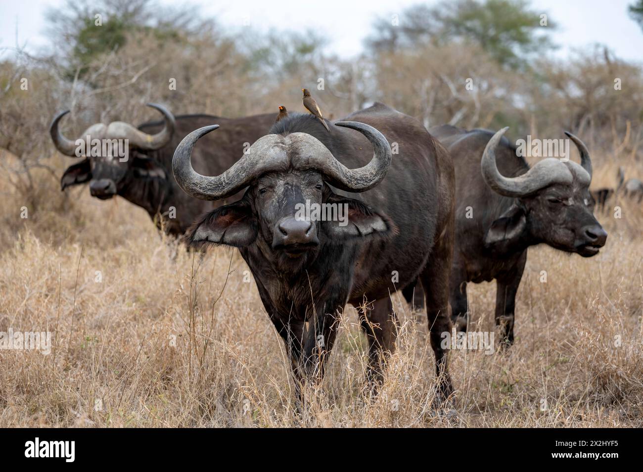 Bufalo africano (Syncerus caffer caffer) con oxpecker di becco giallo (Buphagus africanus), gruppo in erba secca, Parco Nazionale di Kruger, Sudafrica Foto Stock Bufalo africano (Syncerus caffer caffer) con oxpecker di becco giallo (Buphagus africanus), gruppo in erba secca, Parco Nazionale di Kruger, Sudafrica Foto Stock