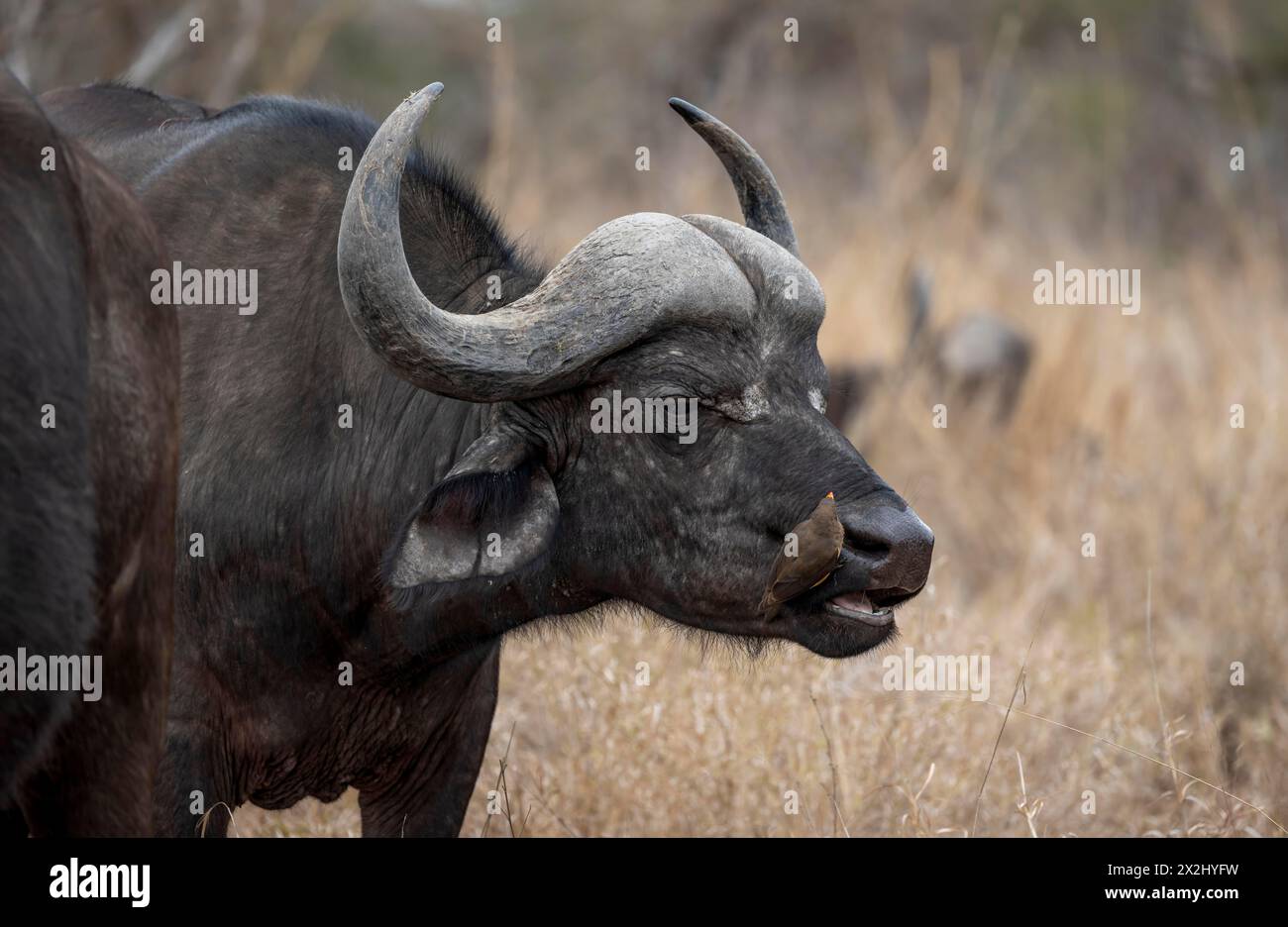 Bufalo africano (Syncerus caffer caffer) con oxpecker di becco giallo (Buphagus africanus), in erba secca, Kruger National Park, Sudafrica Foto Stock Bufalo africano (Syncerus caffer caffer) con oxpecker di becco giallo (Buphagus africanus), in erba secca, Kruger National Park, Sudafrica Foto Stock