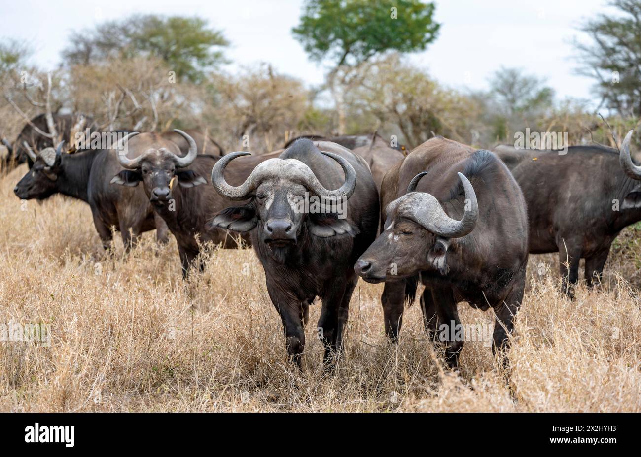 Mandria di bufalo africano (Syncerus caffer caffer), in erba secca, Kruger National Park, Sudafrica Foto Stock Mandria di bufalo africano (Syncerus caffer caffer), in erba secca, Kruger National Park, Sudafrica Foto Stock