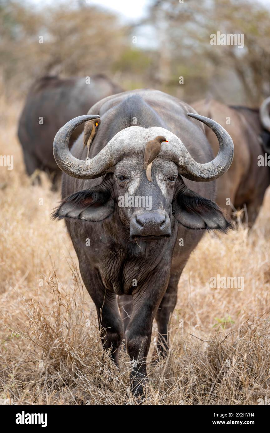 Bufalo africano (Syncerus caffer caffer) con oxpecker di becco giallo (Buphagus africanus), in erba secca, Kruger National Park, Sudafrica Foto Stock Bufalo africano (Syncerus caffer caffer) con oxpecker di becco giallo (Buphagus africanus), in erba secca, Kruger National Park, Sudafrica Foto Stock