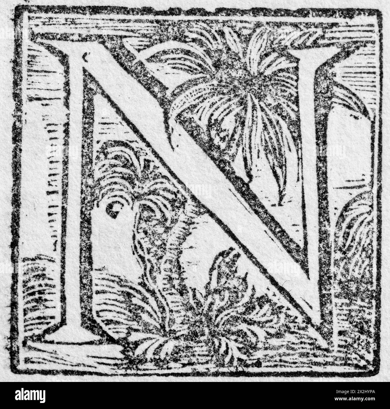Iniziale o iniziale N, lettera iniziale decorativa, xilografica, Mark Catesby, storia naturale della Carolina, Florida e Isole Bahama, 1754 Foto Stock