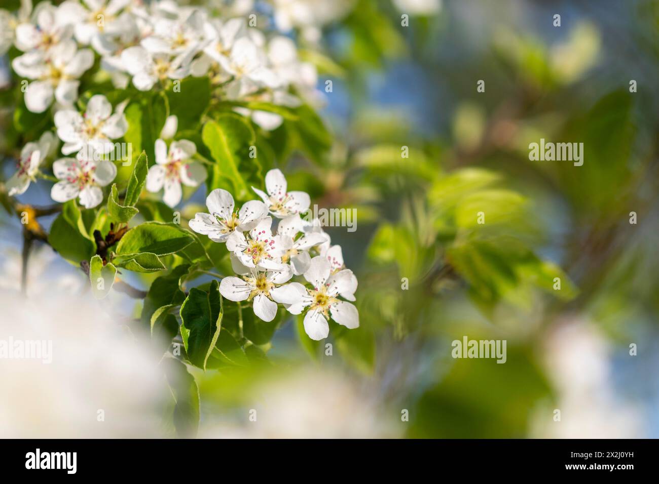 Fiore di pere (Pyrus), famiglia di pome (Pyrinae), frutteto prato, primavera, Langgassen, Pfullendorf, Linzgau, Baden-Wuerttemberg, Germania Foto Stock