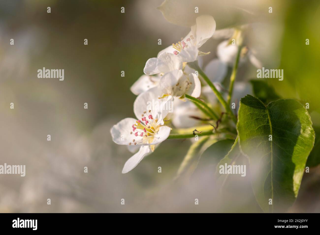 Fiore di pere (Pyrus), famiglia di pome (Pyrinae), frutteto prato, primavera, Langgassen, Pfullendorf, Linzgau, Baden-Wuerttemberg, Germania Foto Stock