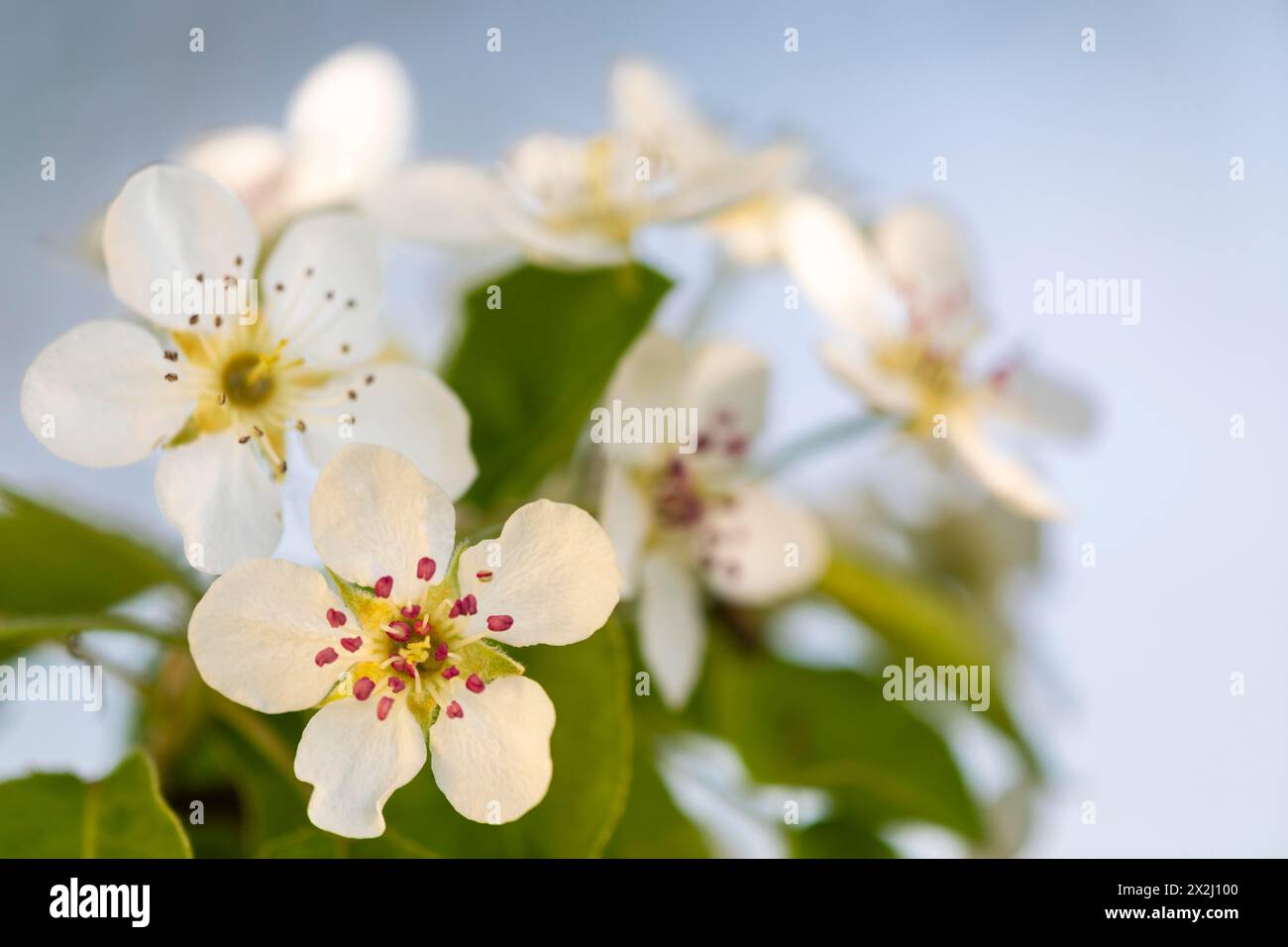 Fiore di pere (Pyrus), famiglia di pome (Pyrinae), frutteto prato, primavera, Langgassen, Pfullendorf, Linzgau, Baden-Wuerttemberg, Germania Foto Stock