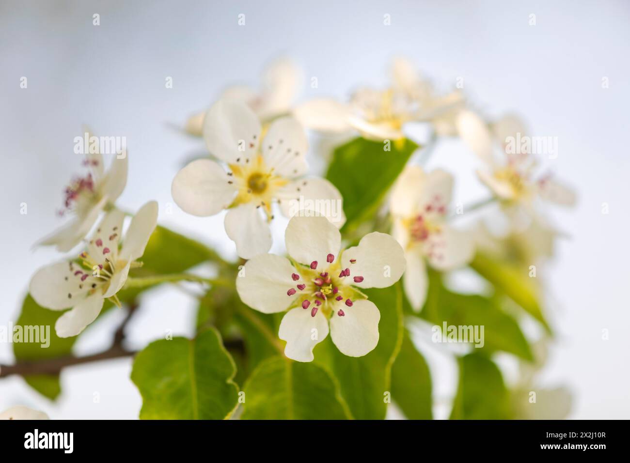 Fiore di pere (Pyrus), famiglia di pome (Pyrinae), frutteto prato, primavera, Langgassen, Pfullendorf, Linzgau, Baden-Wuerttemberg, Germania Foto Stock