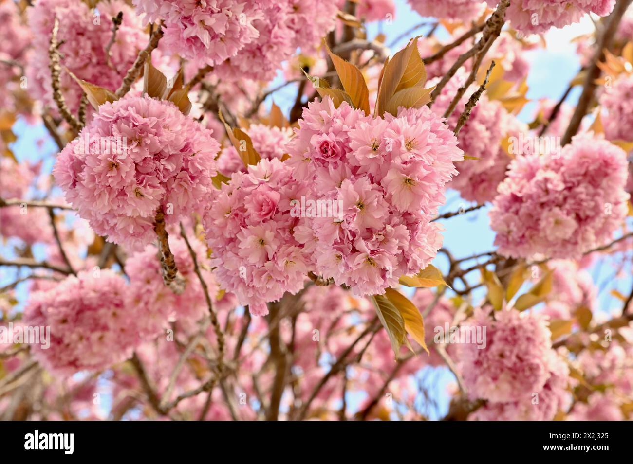 Fiori primaverili di ciliegio appesi all'albero, immagine ravvicinata della bellezza stagionale Foto Stock