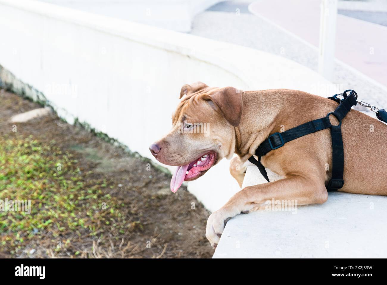 Docile cane pitbull, al guinzaglio, bruno che guarda il mare dalla riva. Animale domestico e calmo Foto Stock