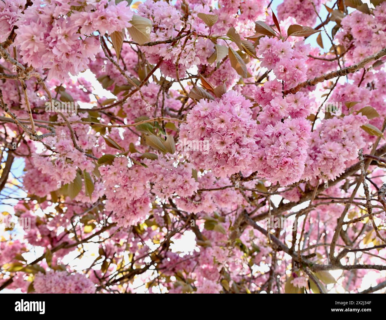 Fiori primaverili di ciliegio appesi all'albero, immagine ravvicinata della bellezza stagionale Foto Stock