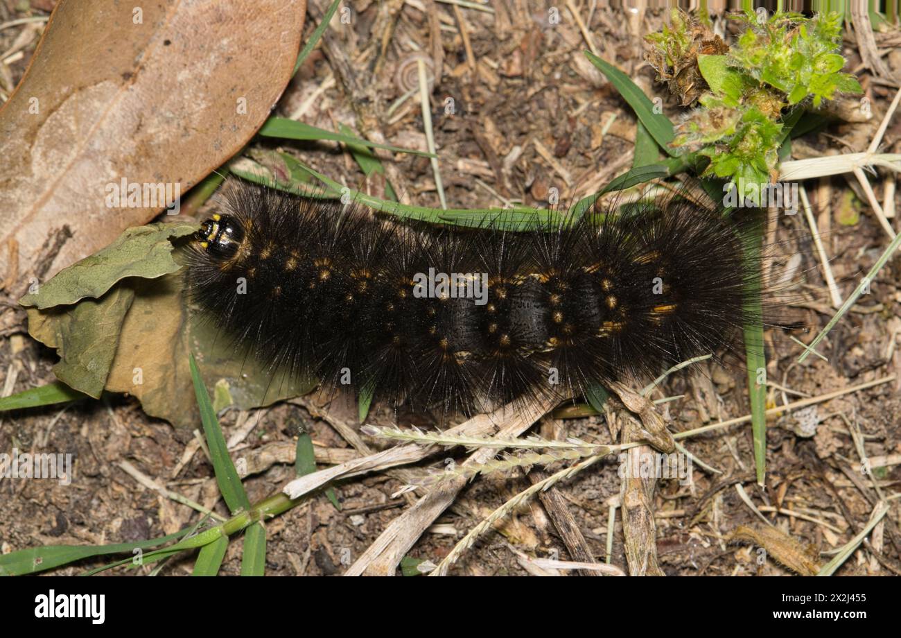 Insetti di falena paludosa di sale (Estigmene acrea) che mangiano foglie morte, sfocata natura antiparassitaria primaverile. Foto Stock