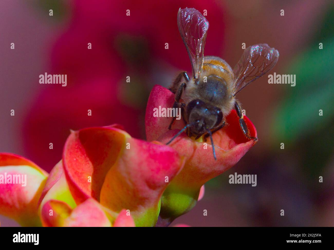 Bee impollinatori Foto Stock